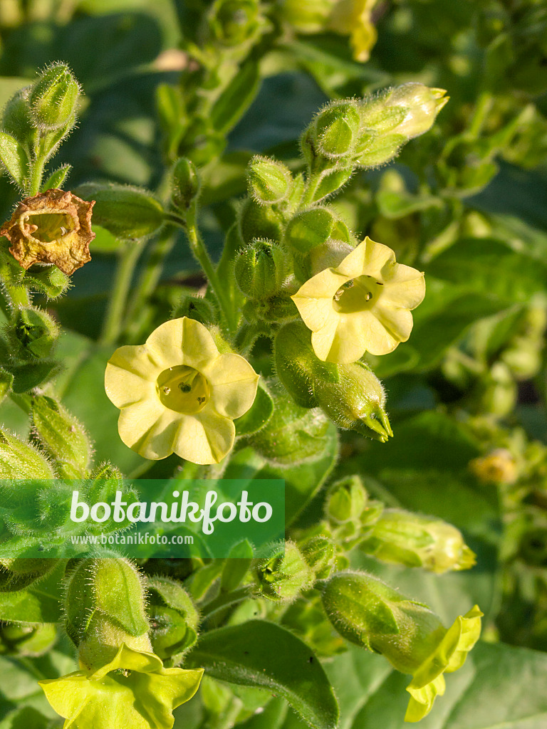 403001 - Indian tobacco (Nicotiana rustica)