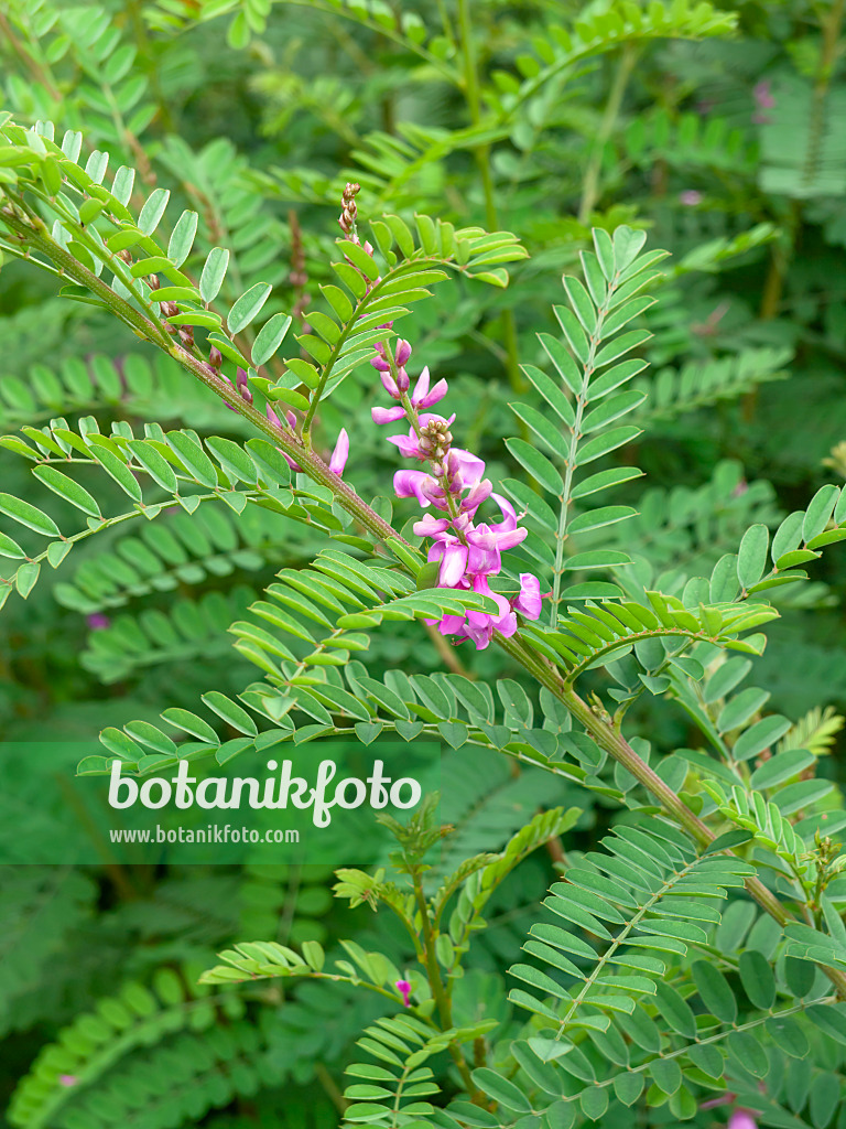 462193 - Indigo des teinturiers (Indigofera tinctoria)