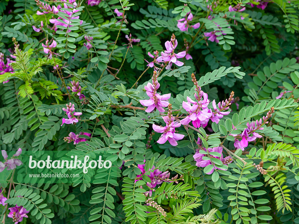 464006 - Indigo des teinturiers (Indigofera tinctoria)