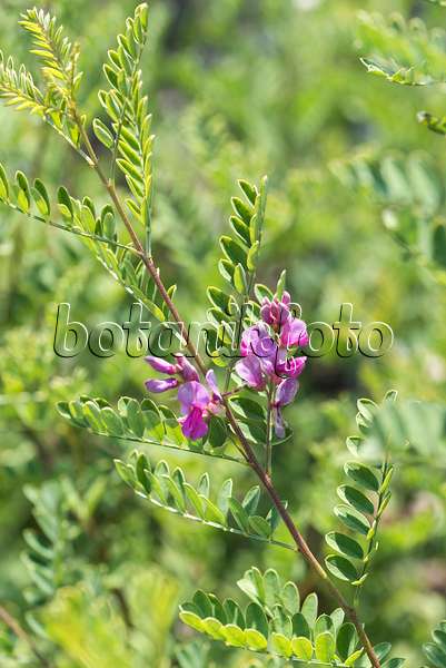 635057 - Indigotier de l'Himalaya (Indigofera heterantha syn. Indigofera gerardiana)