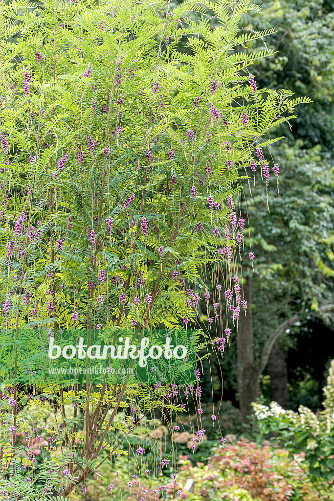 638133 - Indigotier (Indigofera pendula)