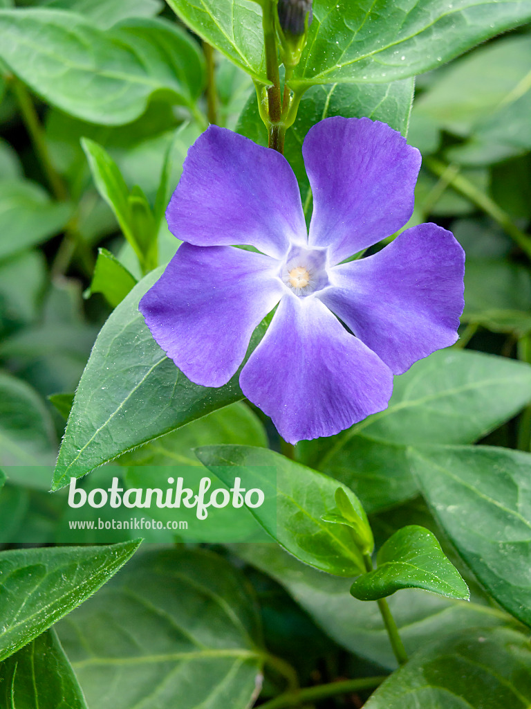 424026 - Intermediate periwinkle (Vinca difformis)