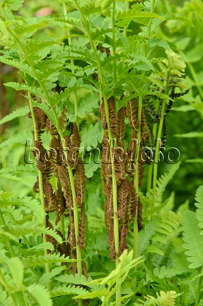 520202 - Interrupted fern (Osmunda claytoniana) with fertile fronds