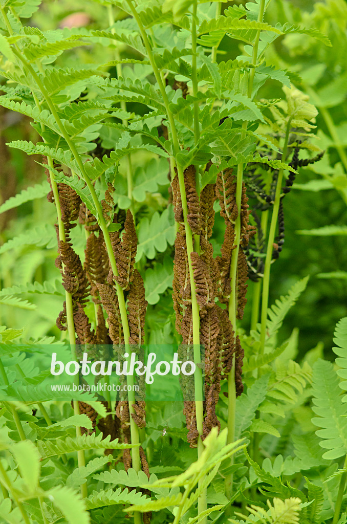 520202 - Interrupted fern (Osmunda claytoniana) with fertile fronds