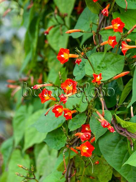 441040 - Ipomée à fleurs rouges (Ipomoea coccinea syn. Quamoclit coccinea)