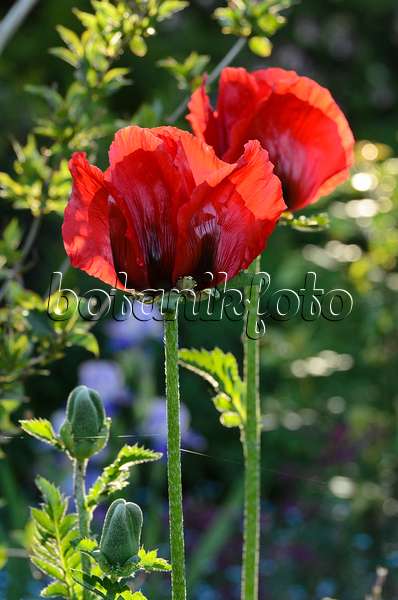 496279 - Iranian poppy (Papaver bracteatum)
