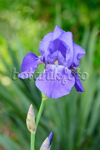 472153 - Iris barbu (Iris barbata elatior 'Danube Wave')