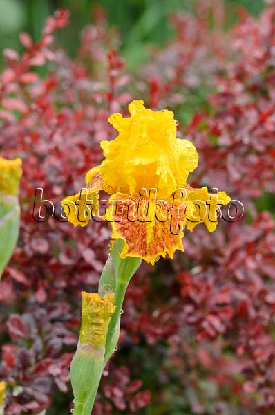 508214 - Iris barbu (Iris barbata elatior 'Dazzling Gold')