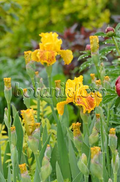 508215 - Iris barbu (Iris barbata elatior 'Dazzling Gold')