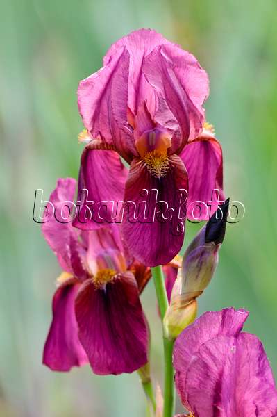 472048 - Iris barbu (Iris barbata elatior 'Deutscher Rotwein')