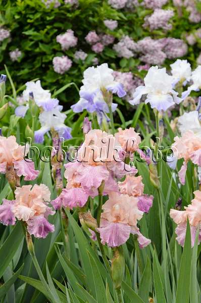 508244 - Iris barbu (Iris barbata elatior 'Fountain of Youth')