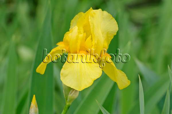 472139 - Iris barbu (Iris barbata elatior 'Goldfackel')