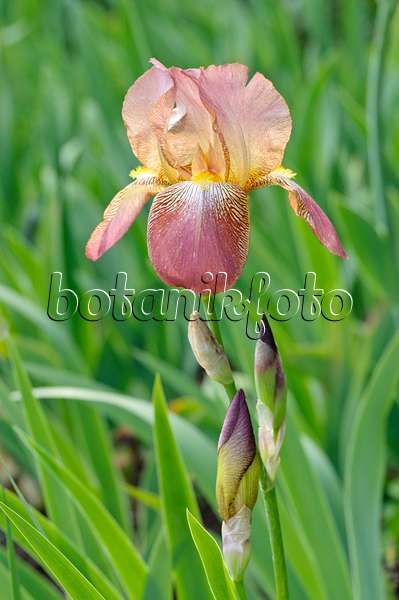 472141 - Iris barbu (Iris barbata elatior 'Gustel')