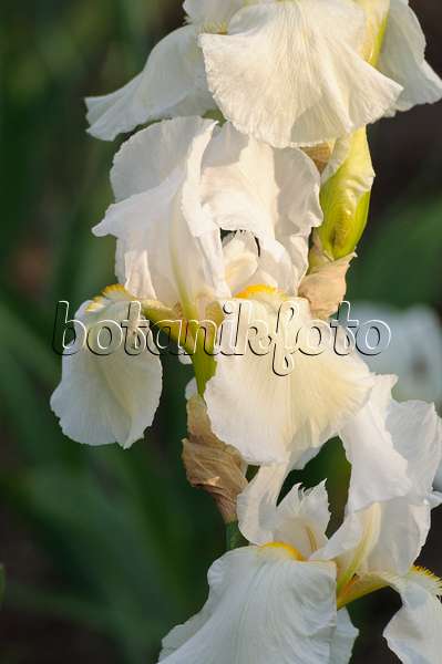 472194 - Iris barbu (Iris barbata elatior 'New Snow')
