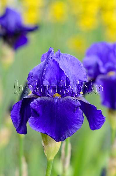 545005 - Iris barbu (Iris barbata elatior 'Pledge Allegiance')