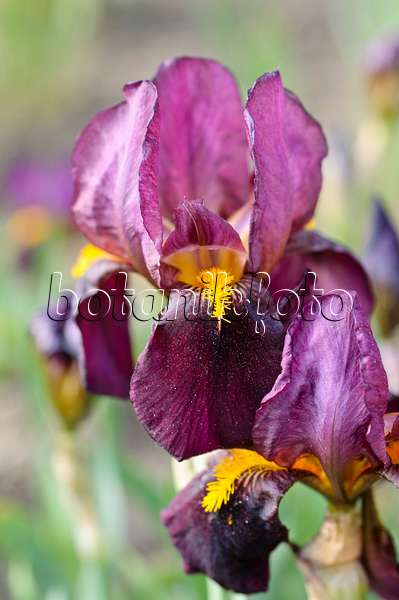 472068 - Iris barbu (Iris barbata elatior 'Ruby Glow')