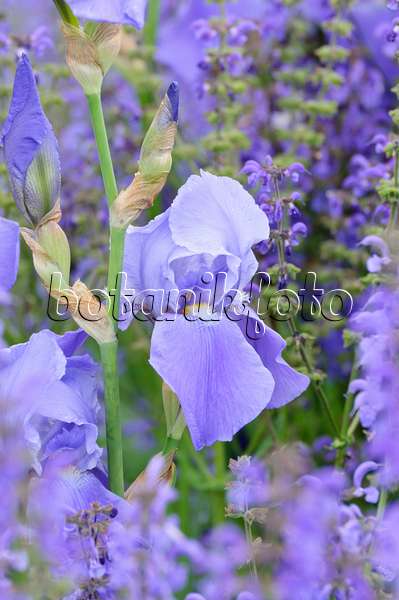 472300 - Iris barbu (Iris barbata elatior) et sauge (Salvia)