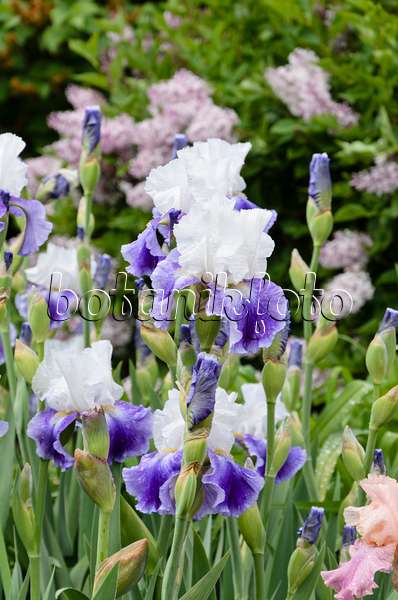 508243 - Iris barbu (Iris barbata elatior 'Slapstick')
