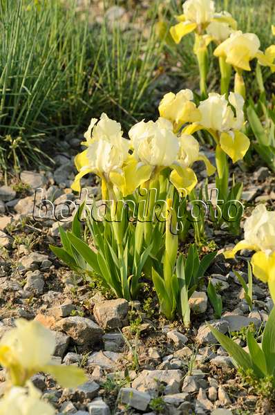 495366 - Iris barbu (Iris barbata media 'Sonnentrude')