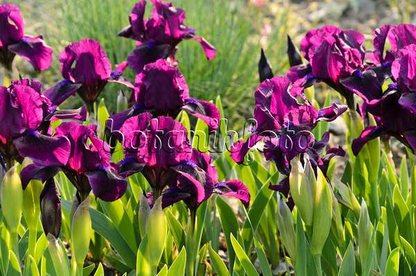 495368 - Iris barbu nain (Iris barbata nana 'Samtpfötchen')