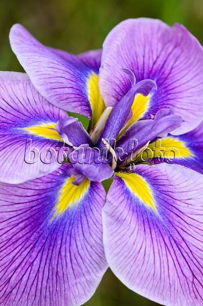 521356 - Iris d'eau du Japon (Iris ensata)