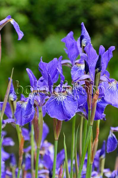 508178 - Iris de Sibérie (Iris sibirica 'Caesar')