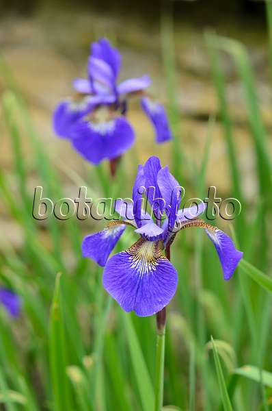 533539 - Iris de Sibérie (Iris sibirica 'Caesar's Brother')