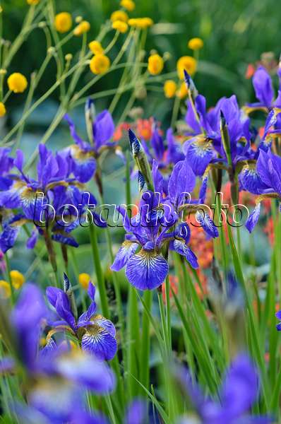 533627 - Iris de Sibérie (Iris sibirica 'Goldkind')