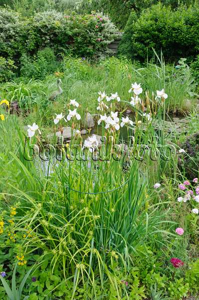 473068 - Iris de Sibérie (Iris sibirica 'Hohe Warte') au bord d'un étang de jardin