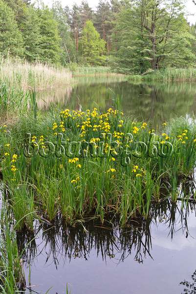 609032 - Iris des marais (Iris pseudacorus)
