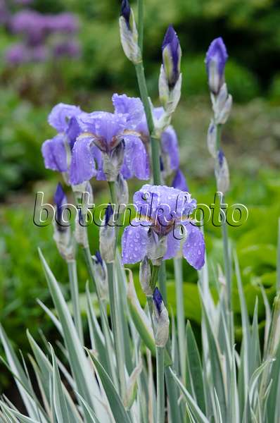 520357 - Iris du Japon (Iris japonica 'Variegata')