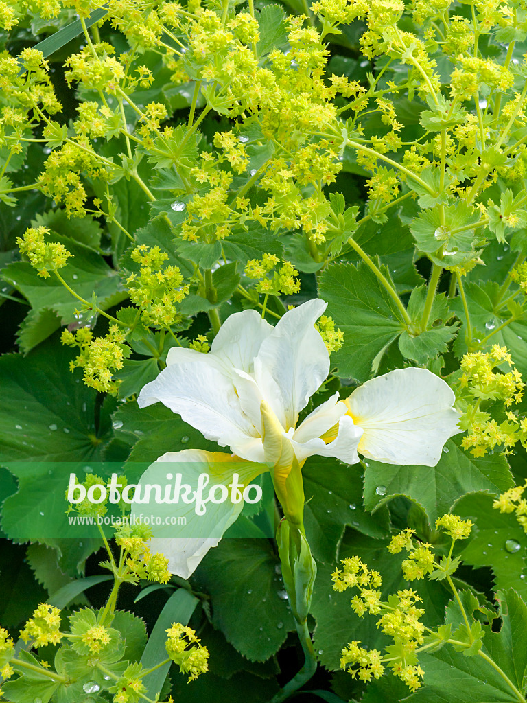 426104 - Iris (Iris) and lady's mantle (Alchemilla mollis)