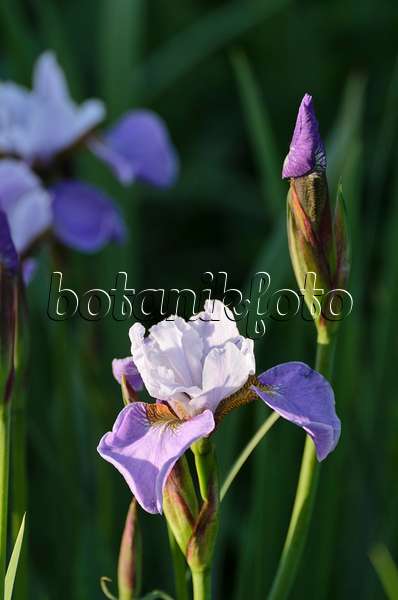 496274 - Iris (Iris x sibtosa 'Sibtosa Queen')