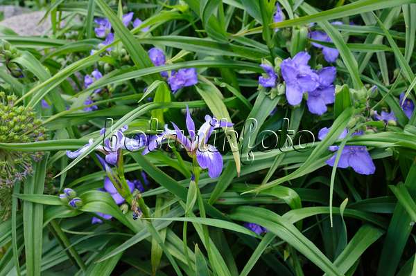 472382 - Iris (Iris) and spiderwort (Tradescantia)