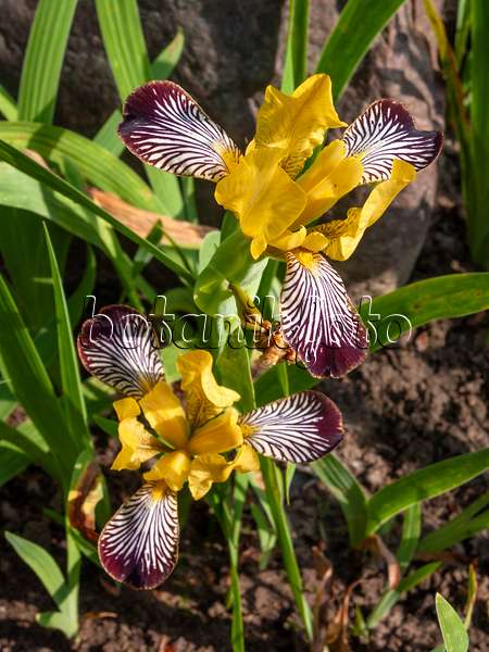 414054 - Iris (Iris sulphurea)