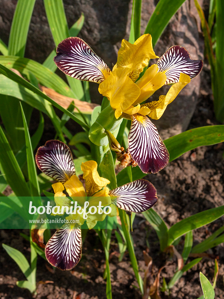 414054 - Iris (Iris sulphurea)