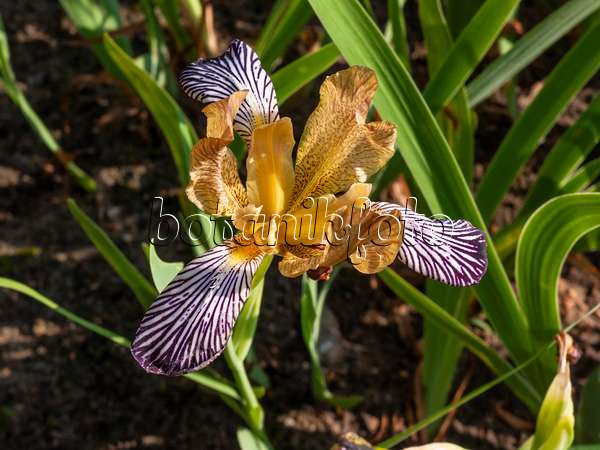 414053 - Iris (Iris variegata)