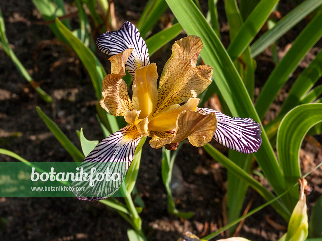 414053 - Iris (Iris variegata)