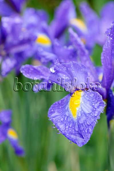 473132 - Iris (Iris) with rain drops