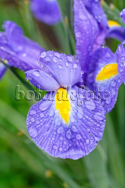 473133 - Iris (Iris) with rain drops