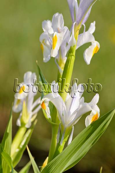 519139 - Iris majestueux (Iris magnifica)