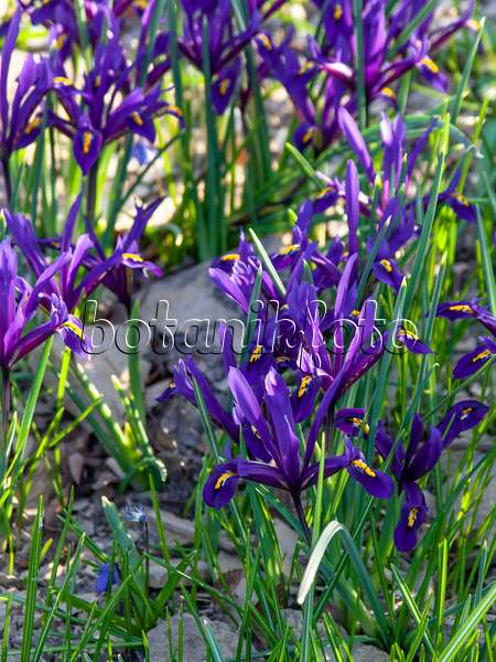 424010 - Iris nain (Iris reticulata)