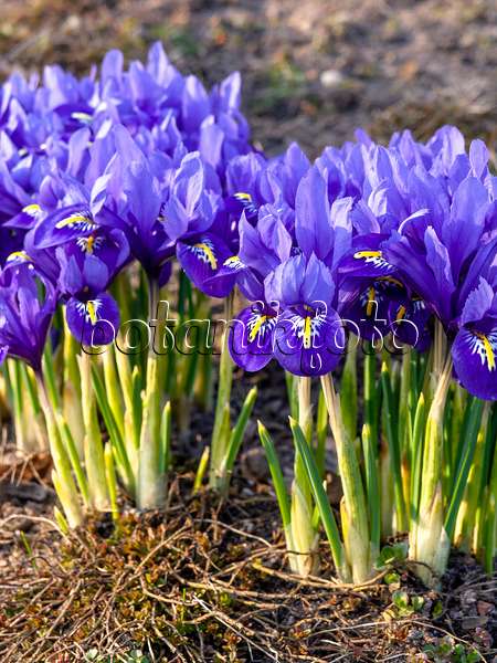 436086 - Iris nain (Iris reticulata)