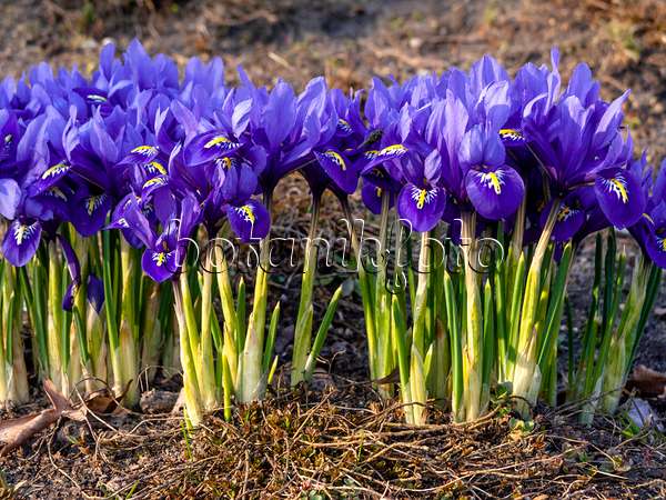 436087 - Iris nain (Iris reticulata)