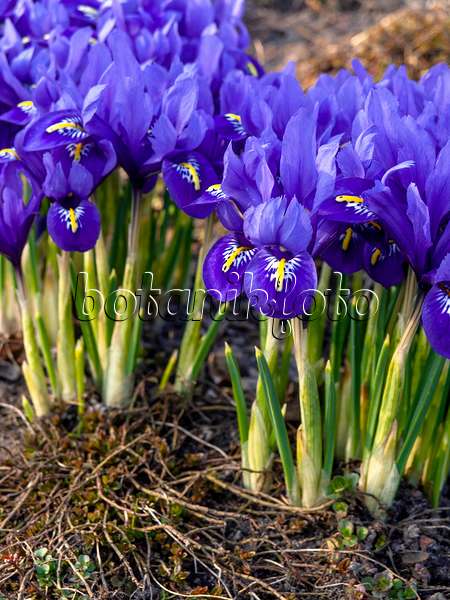 436088 - Iris nain (Iris reticulata)