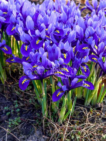 436089 - Iris nain (Iris reticulata)