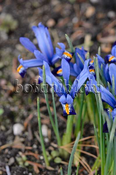 529165 - Iris nain (Iris reticulata 'Gordon')
