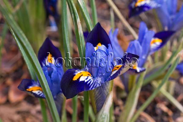 601004 - Iris nain (Iris reticulata 'Gordon')