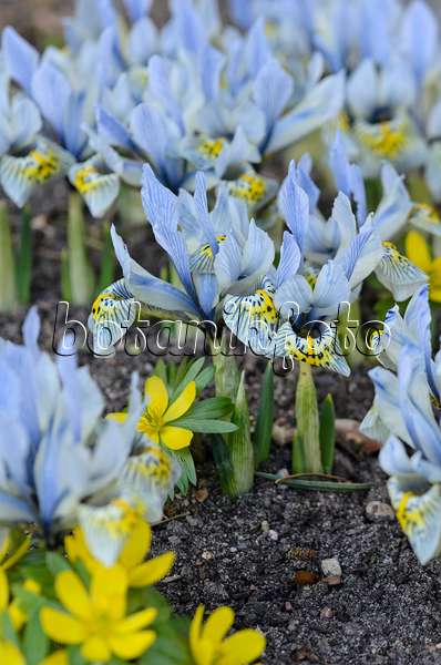 529169 - Iris nain (Iris reticulata 'Katharine Hodgkin')