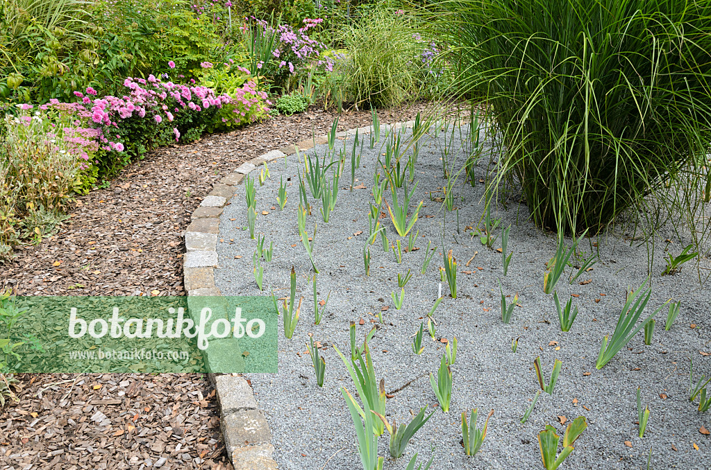 524177 - Irises (Iris) in a gravel bed framed with paving stones in front of a path with bark mulch